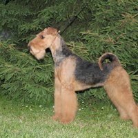 SHER IZOLA DELLA FELICITA - SHER IZOLA DELLA FELICITAInternational Champion, Junior Champion of Russia, National Airedale terrier Club; Champion of Russia, Lithuania, Latvia, Belarus, Poland, 2*National Airedale terrier Club, 4*CACIB, BIG, HD-A (тесты сделаны в Литве).Рожд. 14.03.2014(o. Int. Ch. Stargus Galiano м. Int. Ch. Sher White Rose) Владелец: Широкова Александра (г. Москва)