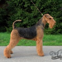 RUS KORNELS DRAGOTSENNOST - RUS KORNELS DRAGOTSENNOST
Junior Champion of Russia; Champion of Russia, National Airedale terrier Club, RKF; HD-A, ED-0.Рожд. 10.03.2019 (о. Katerina`s Land Wish Me Luck &amp; м. Rus Kornels Sama Dragotsennost)Владелец: Левинских Маргарита(г. Москва) 