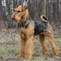 SHER EDIT PIAF - SHER EDIT PIAFJunior Champion of Russia, National Airedale terrier Club, Champion of Russia, RKF, National Airedale terrier Club, BIG-1, BIG-3.Рожд. 5.05.2013 (o. Int. Ch. Sher Interstar м. Int. Ch. Sher Kamelia Airini)Владелец: Семеничева Наталья (МО, г. Лобня)