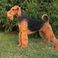 SHER ELZA - SHER ELZAJunior Champion of Russia, National Airedale terrier Club, Champion of Russia, RKF, 2*National Airedale terrier Club.Рожд. 14.02.2011(o. Sher Uinfred м. Sher Olly Only Best) Владелец: Лазарева Екатерина (г. Москва)