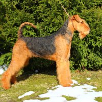 SHER FLORA - SHER FLORAJunior Champion of Russia, Junior Champion of National Airedale terrier Club, Champion of National Airedale Terrier Club, Champion of Russia, Champion of RKF.Рожд. 10.05.2015(о. Int.Ch. Stargus Galiano &amp; м. Int.Ch. Sher Iskrennaya Nezhnost)Владелец: Струкова Галина (г. Москва, Зеленоград)