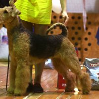 SHER GEMMI GRACE - SHER GEMMI GRACEInternational Champion, Junior Champion of Russia, Belarus, National Airedale Terrier Club, Junior Grand Champion of Belarus, Champion of Russia, Estonia, RKF, National Airedale Terrier Club, Grand Champion of Russia, 4xCACIB, ОКД-1, 4-BIG.Рожд. 17.12.2013(o.  Int. Ch. Stargus Galiano м. Sher Uestmurs Lady)Владелец: Бардукова Марина (г. Тверь)