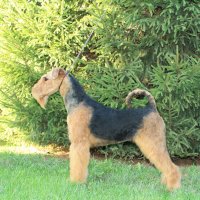 SHER VESTA VESENNEE PROBUZDENIE - SHER VESTA VESENNEE PROBUZHDENIEJunior Champion of Russia; Champion of Russia, Champion of the National Airedale Terrier Club, Champion of RKF, 2*BOB, 3*BOBJ.Рожд. 12.03.2016 (о. Int. Ch. Flaire Matterhorn for Sher &amp; м. Int. Ch. Sher Kori Rus Star) Владелец: Анашина Мария (г.Москва)