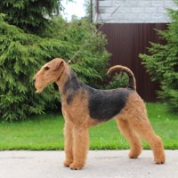 SHER UVITA RUS STAR - SHER UVITA RUS STARInternational Champion, Vice-Junior European Champion-2019; Top-Junior Female in Breed-2019; Junior Champion of Russia, 4*National Airedale Terrier Club of Russia; Champion of Russia, Belorussia, Lithuania, 2*National Airedale Terrier Club of Russia, 3*RKF, 4*CACIB, 2*RCACIB, 4*BIG, 2*BIG-3, 2*BIS, 2*RBIS.Рожд. 08.01.2018(о. Int. Ch. Windancer Newton for Sher for Sher &amp; м. Int. Ch. Sher Kori Rus Star)Владелец: Михеева Надежда (г. Москва)