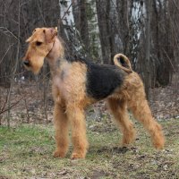 SHER TAYRIS FLAMING FOKSI - SHER TAYRIS FLAMING FOKSIJunior Champion of Russia, Champion of Russia, RKF,National Airedale terrier Club, BISJ-3 Рожд. 30.11.2012(o. Sher Wild Thorn м. Sher Kori Rus Star)Владелец: Агеева Елена (МО, г. Щелково)(на фото 1 г. 3 мес.)