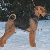 SHER KAMELIA AIRINI - SHER KAMELIA AIRINIИнтерчемпион, Юный Чемпион России, НКП, Терьер-Союза, Чемпион России, Литвы, Молдавии, Белорусии, РКФ, НКП, ГрандЧемпион России,4xCACIB Рожд. 27.05.2009 (о. Интерчемпион Шэр Ерлинг Кадо Дестини &amp; м. Интерчемпион Квик Флай Ориджинал Стайл фо Шэр) Владелец: Мария Балашова (г. Москва)