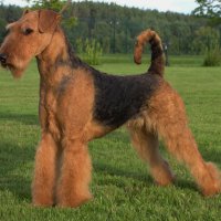 SHER WHITE ROSE - SHER WHITE ROSE VDH-EUROPAJUGENDSIEGER, International Champion,Junior Champion of Russia, Estonia,Latvia, Litva, Germany, 2*National Airedale Club, Terrier-Union; Champion of Russia, Estonia, Latvia, Litva, Poland, Ukraine, Moldova, Cypr, Czech, 3*National Airedale Club, Terrier-Union Рожд. 18.04.2010 (о. Ch.UKG, MID&amp;EAST EU Ginger Robertredford &amp; м. Интерчемпион Шэр Надин`с Нью Дел) Владелец: Надежда Михеева (г. Москва)