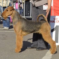 SHER DARSI BEAUTIFUL - SHER DARSI BEAUTIFULInternaional Champion, Junior Champion of Russia, Champion of Russia, Lithuania, Hungary, Estonia, Poland, Germany, Slovenia, RKF, 5*National Airedale terrier Club, 10*CACIB, BIG-1,BIG-4, HD-A, ED-0.Рожд. 20.12.2013(o. Int. Ch. Sher Indiana Jones м. Int. Ch. Sher Olly Only Best)Владелец: Михеева Надежда (г. Москва)