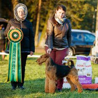 SHER SHIKARNAYA SHTUCKA-II - SHER SHIKARNAYA SHTUCHKA-IIInternational Champion, European Champion-2018 (BOB), Vice-World Champion-2017, Vice-European Champion-2017; Top-Adult Female in Breed-2018; Junior Champion of Russia, Lithuania, 3*Junior Champion of National Airedale Terrier Club; Champion of Russia, Latvia, Belarus, Lithuania, Poland, 6*National Airedale Terrier Club, RKF, 5*CACIB, 2*BISJ, BIG, 3*RBIG, 2*BIG-3, BIS-3, HD-A, ED-0 (тесты сделаны в Литве)Рожд. 08.12.2015(о. Int. Ch. Flaire Matterhorn for Sher &amp; м. Int. Ch. Sher Tayga)Владелец: Михеева Надежда (г. Москва)