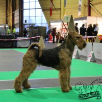 SHER TSARMILA - SHER TSARMILA International Champion; Junior European Winner-2016; Top-Adult Female in Breed-2019; Junior Champion of Russia, Netherlands, Belgium, 3*Junior Champion of National Airedale Terrier Club, Champion of Russia, Latvia, Lithuania, Belarus, Poland, Germany, Netherlands, 7*National Airedale Terrier Club, RKF, 7*CACIB, 4*BISJ, 2*BIG, HD-A, ED-0 (тесты сделаны в Литве) Рожд. 28.09.2015 (о. Int. Ch. Flaire Matterhorn for Sher &amp; м. Int. Ch. Sher Scherbetka Jukki) Владелец: Михеева Надежда (г. Москва)