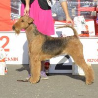 SHER UESTMURS LADY - SHER UESTMURS LADYJunior Champion of Russia, Champion of Russia, Belarus, RKF, National Airedale Terrier Club, CACIB, ОКД-1, BIG, 4*RBIG.Рожд. 18.04.2010(o. Ginger Robertredford м. Sher Nadin`s New Del) Владелец: Бардукова Марина (г. Тверь)