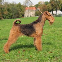 SHER SCHERBETKA UKKI - SHER SCHERBETKA UKKIInternatinal Champion, Junior European Champion-2014, Junior Champion of Russia, National Airedale terrier Club; Champion of Russia, Lithuania, Slovenia, RKF, 2*National Airedale terrier Club, BIG-1, RBIS, HD-A, ED-0.Рожд. 02.05.2013(o. Int. Ch. Sher Interstar м. Int. Ch. Sher Olly Only Best)Владелец: Фомин Виктор (г. Москва)