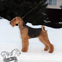 SHER MARIETTA - SHER MARIETTAJunior Champion of Russia, Junior Champion of National Airedale Terrier Club, Junior Eurasian Winner-22, Champion of Russia, Belorussia, National Airedale Terrier Club, RKF, CACIB, BIG. Рожд. 10.05.2021 (о. Young Duke`s Mister Jack &amp; м. CIB Sher Tsarmila) Владелец: Михеева Надежда (г. Москва)