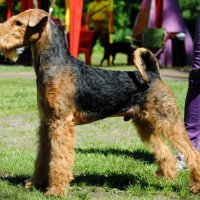 SHER SUNNY BUNNY - SHER SUNNY BUNNYJunior Champion of Russia, Belarus, 3*National Airedale terrier Club; Champion of Russia, 3*National Airedale terrier Club, 2*RKF, 3*CACIB, HD-A, ED-0.Рожд. 26.04.2017(o. Flaire Matterhorn for Sher м. Sher Gemmi Grace) Владелец: Бардукова Н.&amp;М. (г. Тверь)
