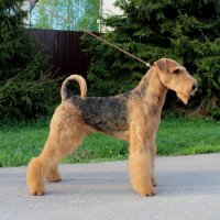 SHER HUGO BRAVE FALK - SHER HUGO BRAVE FALK
Junior Champion of National Airedale Terrier Club, Junior Champion of Russia, RKF; Champion of Russia, Belorussia, National Airedale Terrier Club, 3*Champion of RKF, CACIB; ОКД-1; 3*BIS, 2*RBIS.Рожд. 14.05.2020 (о. Int.Ch. Saredon  Deliverance &amp; м. Int.Ch. Sher Tsarmila)Владелец: Михеева Надежда (г. Москва)