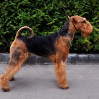 SHER INTERSTAR - SHER INTERSTAR International Champion, Junior Champion of Russia, National Airedale terrier Club, Champion of Russia, Belarus, Moldova, 2*RKF, 2*National Airedale terrier Club, 4*CACIB Рожд. 20.11.2011 (o. Stirling Skeandhu м. Sher Nadin`s New Del)Владелец: Гаврикова Лариса (г. Москва).(на фото 1 г. 3 мес.)