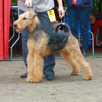 SHER INTIMEIT - SHER INTIMEITJunior Champion of Russia, National Airedale terrier Club, Champion of Russia, National Airedale terrier Club Рожд. 14.03.2014(o. Int. Ch. Stargus Galiano м. Int. Ch. Sher White Rose)Владелец: Богородские Игорь и Вера (г. Москва)(на фото 1 год)