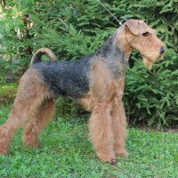 SHER LUK RING - SHER LUK RINGInternational Champion,Junior Champion of Russia, National Airedale Club; Champion of Russia, Estonia, Latvia, Litva, Poland, Germany, RKF, 2*National Airedale Club, HD-A, ED-0, ОКД-1 Рожд. 26.01.2012(о. Int.Ch.Stargus Galiano м. Int.Ch. Sher Gloria Glafira) Владелец Ирина Алексеева (г. Москва) 