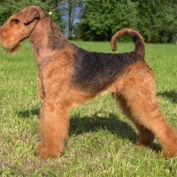 SHER WILD THORN - SHER WILD THORNInternational Champion, Junior Champion of The World-2011, Vice-European Junior Champion-2011, Amsterdam Winner-2013, Junior Champion of Russia, Estonia, Latvia, Litva, Germany, 3*National Airedale terrier Club, 2*Terrier-Union; Champion of Russia, Estonia, Latvia, Litva, Poland, Germany, Switzerland, Ukraine, Moldova, Cypr, 3*RKF, 7*National Airedale terrier Club, Veteran-Champion of Russia, National Airedale terrier Club, 2*BIG (from veteran class), 2*RBISV, BISV, HD-A.Рожд. 18.04.2010 (о. GINGER ROBERT REDFORD, м. SHER NADIN’S NEW DEL) Владелец: Михеева Надежда (г. Москва)