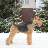 SHER TOPIS - SHER TOPISJunior Champion of National Airedale Terrier Club, Champion of National Airedale Terrier Club, Champion of Russia, 2*Champion of RKF; ОКД-1, ЗКС-2, T-1; HD-A, ED-0; 2-место на монопородных соревнованиях по ОКД-2020, «Лучшая выборка» на соревнованиях «Стенка на стенку-2020» Рожд. 04.05.2017(о. Int.Ch. Flaire Matterhorn for Sher &amp; м. Int.Ch. Sher White Rose)Владелец: Кондратьева Мария (г. Москва)