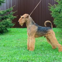 WINDANCER NEWTON FOR SHER - WINDANCER NEWTON FOR SHERInternational Champion, Junior European Champion-2017, Amsterdam Winner-2017, Junior Champion of Russia, Poland, Ukraine, 4*National Airedale Terrier Club; Champion of Russia, Latvia, Estonia, Lithuania, Belarus, Poland, 7*National Airedale Terrier Club, 2*RKF, 5*CACIB, 2*BISJ, 2*BISJ-3, 3*BIG, BIG-3, BIS-3, RBIS, HD-A, ED-0.Рожд. 01.06.2016(о. Greenfield`s Celtic Legend м. Wildside Windancer)Владелец: Михеева Надежда (г. Москва)