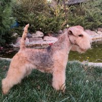 SHER CHERRY - SHER CHERRYInternational Champion, Junior Champion of Russia, Junior Champion of the National Lakeland Terrier Club; Champion of Russia, Belorussia, Uzbekistan, Champion of the National Lakeland Terrier Club, 2*RKF, 5*CACIB, T-1.Рожд. 21.01.2020(о. Alagaesia Obi-Wan Kenobil м. Chelines Clementina-II)Владелец: Михеева Надежда (г. Москва)