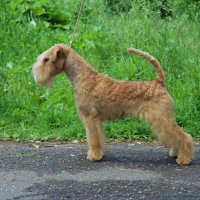 SHER EFROSINIYA SVET ROSSII - SHER EFROSINIYA SVET ROSSIIJunior Champion of Russia, Junior Champion of the National Lakeland Terrier Club; Champion of Russia, RKF, Champion of the National Lakeland Terrier Club; Best Junior on IDS "EURASIA-II" in Moscow, CACIB, RCACIB, BIG, BIS. Рожд. 06.03.2017 (о. Hi-Kel Terrrydale Just Daniel м. Slicey Betty Boop) Владелец: Романова Анна &amp; Михеева Надежда (г. Москва)