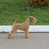 CHELINES CLEMENTINA-II - CHELINES CLEMENTINA-IIInternational Champion, Junior Champion of Russia, National Lakeland terrier Club; Champion of Russia, Belorussia, Lithuania, 2*RKF; 2*Champion of the National Lakeland Terrier Club; German Winner-2019 (BOB); Intermediate Class Winner on EDS 2018,  СACIB, 2*RBIG, 2*BIG, BIS, RBIS. Рожд. 10.05.2017(о. Chelines in Excelsis м. Cheines Wild Carmen) Владелец: Михеева Надежда (г. Москва)