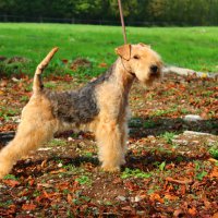 SLICEY BETTY BOOP - SLICEY BETTY BOOP International Champion, Junior World Winner-2016 (JBOB), Junior Champion of Russia, Estonia, National Lakeland terrier Club, Champion of Russia, Slovenia, Belarus, National Lakeland terrier Club, RKF, Junior Champion of Breed on WDS-2016, 6*CACIB. Рожд. 05.04.2015 (о. Slicey Whiskey in The Jar м. Slicey Mustang Sally) Владелец: Михеева Надежда (г. Москва)