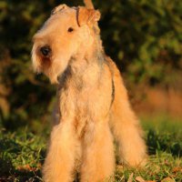 SHER ARNIKKA BRAVO BIS - SHER ARNIKKA BRAVO BISInternational Champion, Junior Champion of Russia; Champion of Russia, Lithuania, Belarus, Latvia, 2*National Lakeland Terrier Club, RKF, 5*CACIB. Рожд. 26.07.2014 (о. Hi-Kel Terrrydale Just Daniel м. Rus Terrier Cardenal Lavanda For Sher)Владелец: Михеева Надежда&amp;Вдовина Елена (Москва)