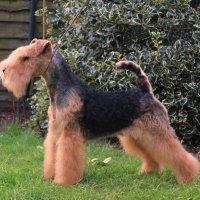 SHER AMODEJA CHARMING - SHER AMODEJA CHARMING International Champion, Junior World Winner-2015, Junior Champion of Russia, Champion of Russia, RKF, Belarus, Lithuania, Poland, Germany, Estonia, National Lakeland terrier Club, Champion of Breed on WDS-2016, res.winner limit class on Cruft`s 2016, open class winner on WDS 2017, 5*CACIB.Рожд. 26.07.2014 (о. Hi-Kel Terrrydale Just Daniel м. Rus Terrier Cardenal Lavanda For Sher)Владелец: Михеева Надежда&amp;Петрушина Ольга (г. Москва)