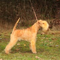 CAFFE LATTE ALUZJA - CAFFE LATTE ALUZJA International Champion, Junior Champion of Russia, Champion of Russia, Lithuania, RKF, National Lakeland terrier Club, Grandchampion of Russia, 5*CACIB Рожд. 15.02.2013 (о. Chris Iringa м. Kurde Bele Aluzja) Владелец: Михеева Надежда&amp;Судьева Елена (г. Москва)