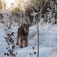 И рыться носом в снегу... - И рыться носом в снегу...