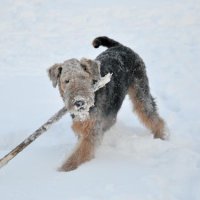 Снежный барс :) - Снежный барс :)