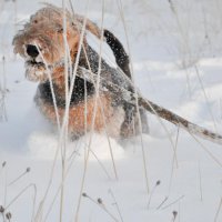 Вот какой я сильный! - Вот какой я сильный!