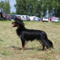 SHER CHARITI - SHER CHARITIJunior Champion of Russia, Champion of Russia, Finland, Estonia, National Russkiy Toy Club, CACIB.д.р. 31/08/2015(о. Sher Pirat м. Sher Hani Kona)Владелец: Надежда Михеева (г. Москва)