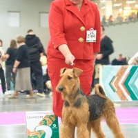 SHER ZHIVAYA LEGENDA
Junior Eurasian Winner-2024; Junior Champion of National Airedale Terrier Club, Junior Champion of Russia, RKF; Champion of Russia, National Airedale Terrier Club, RKF, ОКД-1; 2*BISS. Рожд. 19.09.2023 (о. Ch. Sher Shtein &amp;amp; м. Ch. Sher Urga) Владелец: Рындин Александр (г. Москва)