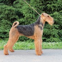 SHER UTERRA
Junior Champion of Russia; Champion of Russia, National Airedale Terrier Club, RKF; ОКД-1, ЗКС-2. Рожд. 29.07.2022(о. CIB Windancer Newton for Sher &amp;amp; м. CIB Sher Hope of My Soul) Владелец: Дуброва Мария (г. Москва) 
